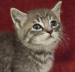 Shelter Stray Male Cat last seen Near 42nd Street, OAKLAND, CA, 94609, 8323 Baldwin St, Oakland, CA 94621, USA