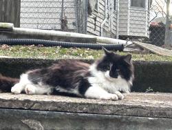 Lost Male Cat last seen Teeple Street, Knoxville, TN 37917