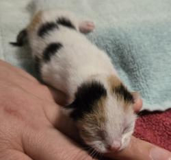 Shelter Stray Female Cat last seen Near Daily Drive, SAN LEANDRO, CA, 94577, 8323 Baldwin St, Oakland, CA 94621, USA