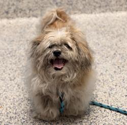 Shelter Stray Male Dog last seen 80th Ave/ Appleblossom, Westminster, CO, 80031, 580 McIntyre St, Golden, CO 80401, USA