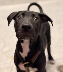 Shelter Stray Male Dog last seen 92nd/ Federal, Westminster, CO, 80031, 580 McIntyre St, Golden, CO 80401, USA