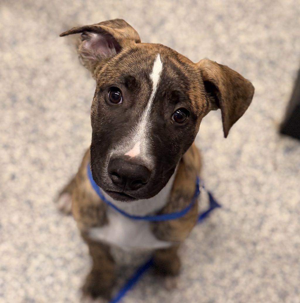Shelter Stray Male Dog last seen 92nd/ Federal, Westminster, CO, 80031, 580 McIntyre St, Golden, CO 80401, USA
