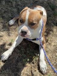 Shelter Stray Male Dog last seen Near E Hartson Avenue, SPOKANE, WA, 99202, 6815 E Trent Ave, Spokane, WA 99212, USA