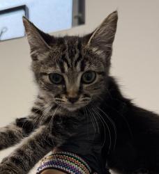 Shelter Stray Unknown Cat last seen Near S 32nd Street, San Diego, CA, 92113, 5500 Gaines St, San Diego, CA 92110, USA