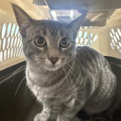 Shelter Stray Female Cat last seen Near Greenway Court, ALTOONA, IA, 50009, Des Moines, IA 50313