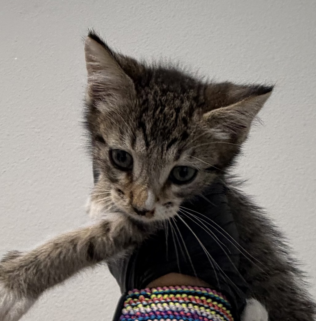 Shelter Stray Male Cat last seen Near S 32nd Street, San Diego, CA, 92113, 5500 Gaines St, San Diego, CA 92110, USA