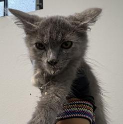 Shelter Stray Unknown Cat last seen Near S 32nd Street, San Diego, CA, 92113, 5500 Gaines St, San Diego, CA 92110, USA