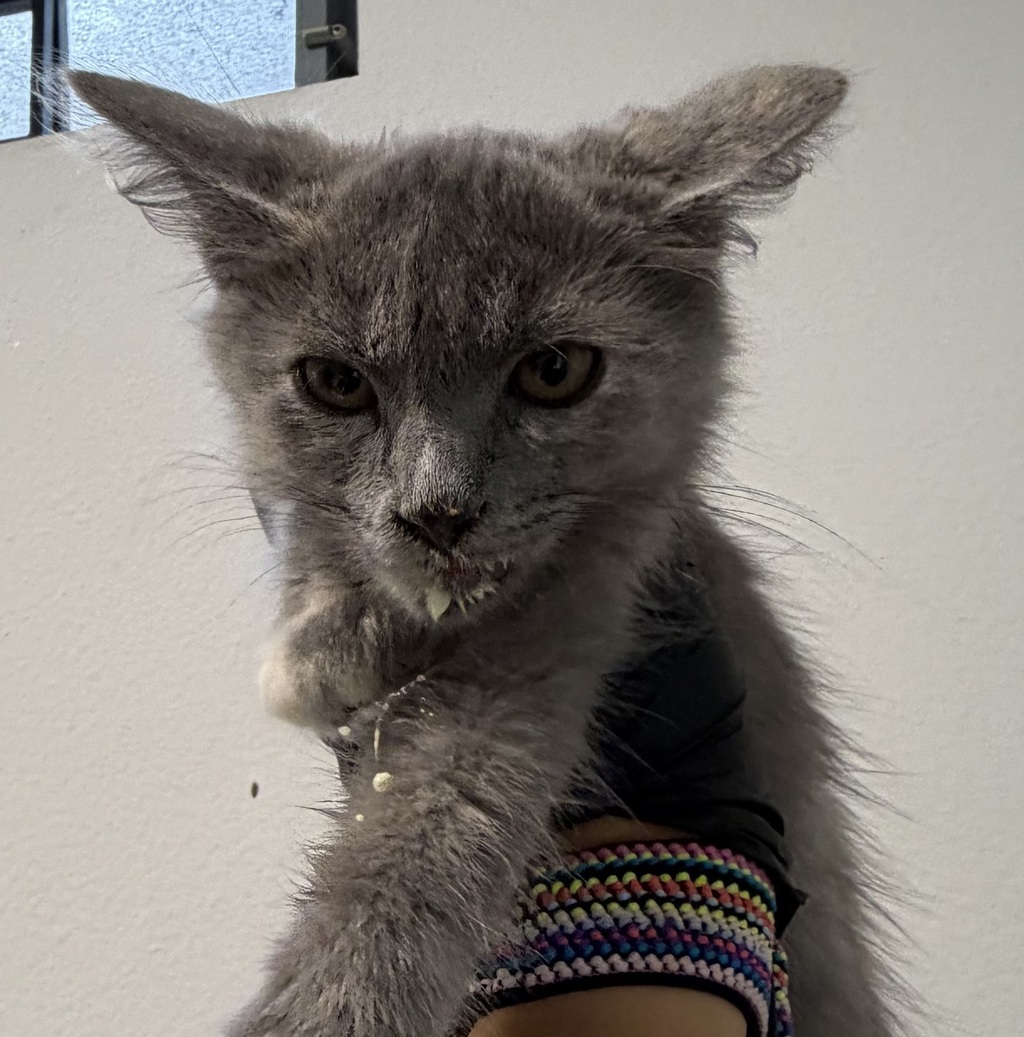 Shelter Stray Female Cat last seen Near S 32nd Street, San Diego, CA, 92113, 5500 Gaines St, San Diego, CA 92110, USA