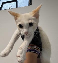 Shelter Stray Unknown Cat last seen Near S 32nd Street, San Diego, CA, 92113, 5500 Gaines St, San Diego, CA 92110, USA