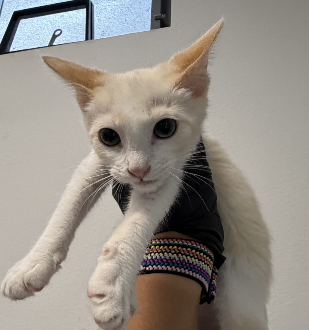 Shelter Stray Female Cat last seen Near S 32nd Street, San Diego, CA, 92113, 5500 Gaines St, San Diego, CA 92110, USA