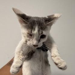 Shelter Stray Female Cat last seen Near S 32nd Street, San Diego, CA, 92113, 5500 Gaines St, San Diego, CA 92110, USA