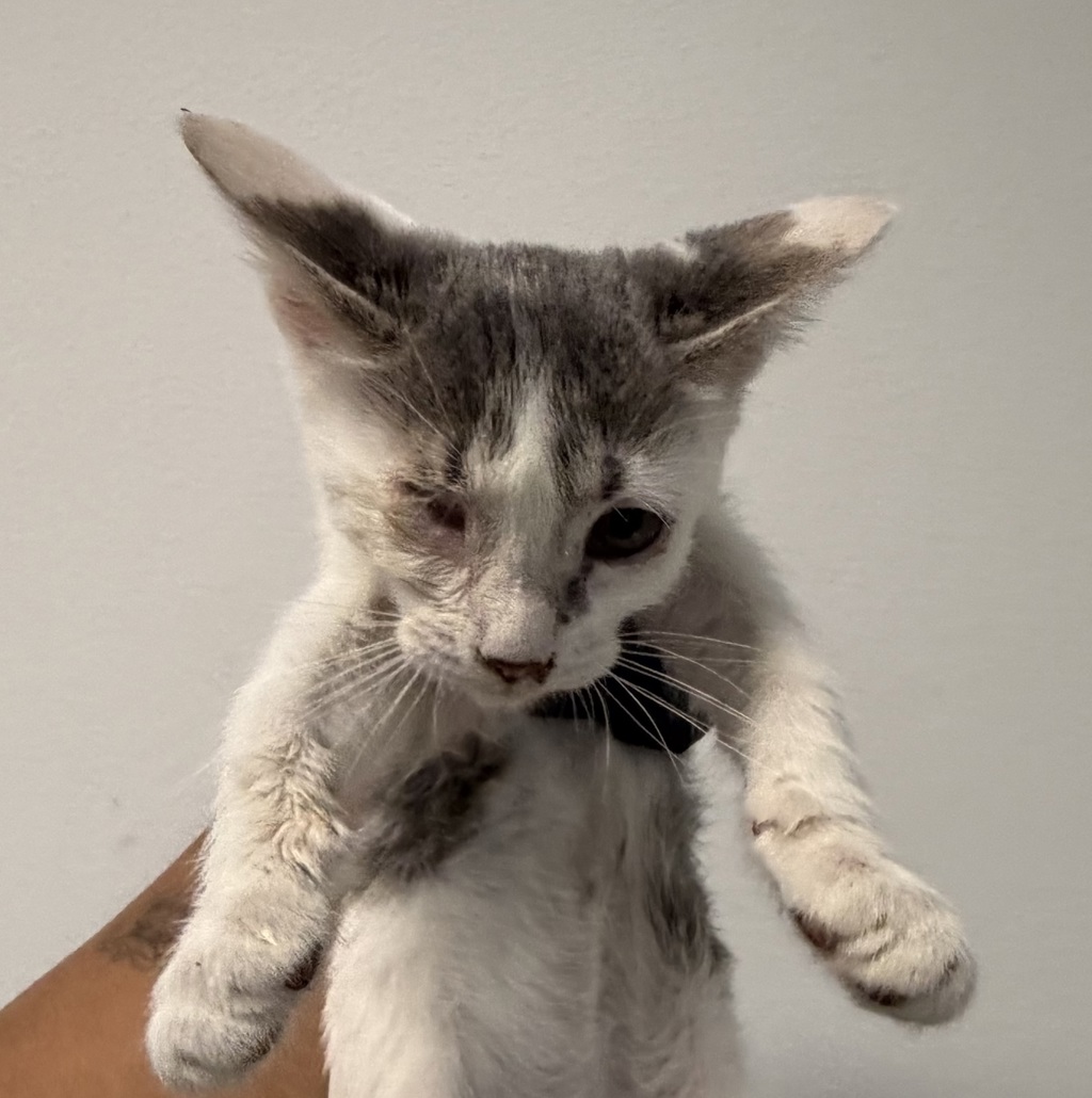 Shelter Stray Male Cat last seen Near S 32nd Street, San Diego, CA, 92113, 5500 Gaines St, San Diego, CA 92110, USA