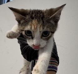 Shelter Stray Unknown Cat last seen Near S 32nd Street, San Diego, CA, 92113, 5500 Gaines St, San Diego, CA 92110, USA