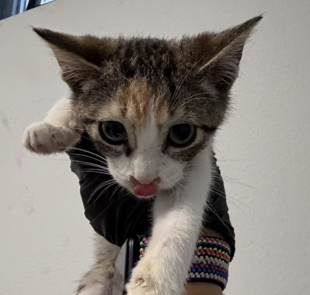 Shelter Stray Female Cat last seen Near S 32nd Street, San Diego, CA, 92113, 5500 Gaines St, San Diego, CA 92110, USA