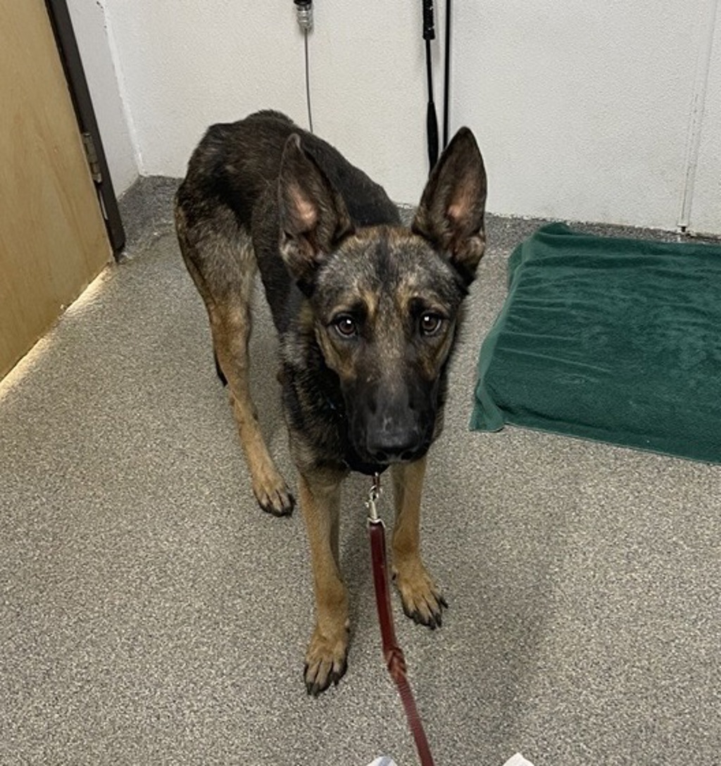Shelter Stray Male Dog last seen Near E Rancho Parkway, Escondido, CA, 92025, Escondido, CA 92027, USA