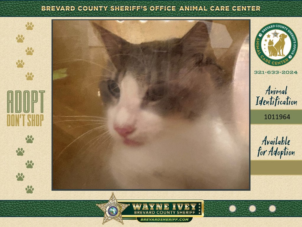 Shelter Removed Male Cat last seen Near Peachtree Street, COCOA, FL, 32922, 5100 W Eau Gallie Blvd, Melbourne, FL 32934, USA