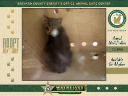 Shelter Stray Male Cat last seen Near Peachtree Street, COCOA, FL, 32922, 5100 W Eau Gallie Blvd, Melbourne, FL 32934, USA