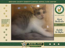 Shelter Stray Male Cat last seen Near Dianne Drive, COCOA, FL, 32926, 5100 W Eau Gallie Blvd, Melbourne, FL 32934, USA