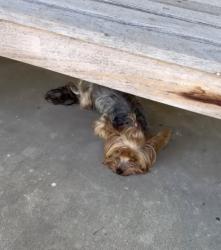 Reunited Female Dog last seen Vista Way & College blvd, Oceanside, CA 92056