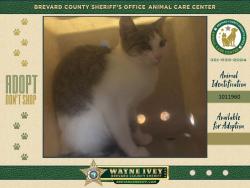 Shelter Stray Female Cat last seen Near Dianne Drive, COCOA, FL, 32926, 5100 W Eau Gallie Blvd, Melbourne, FL 32934, USA