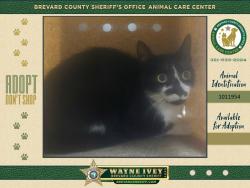 Shelter Stray Male Cat last seen Near Grove Avenue, COCOA, FL, 32922, 5100 W Eau Gallie Blvd, Melbourne, FL 32934, USA