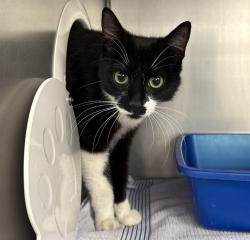 Shelter Stray Female Cat last seen Swan Island, PORTLAND, OR, 97217, 1700 W Historic Columbia River Hwy, Troutdale, OR 97060, USA