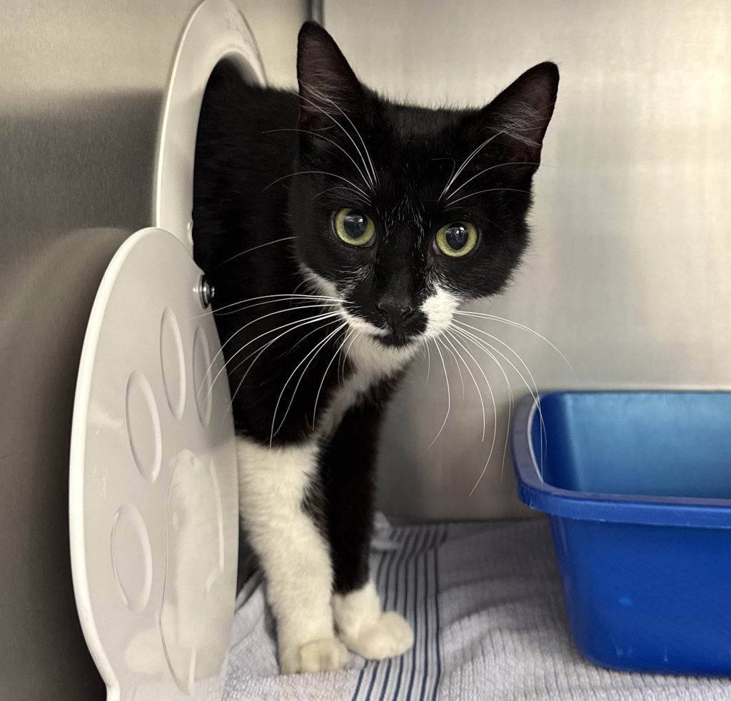 Shelter Stray Female Cat last seen Swan Island, PORTLAND, OR, 97217, 1700 W Historic Columbia River Hwy, Troutdale, OR 97060, USA