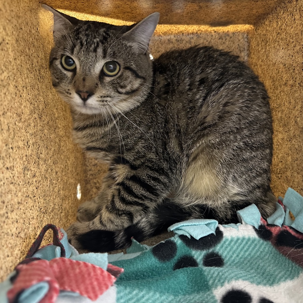 Shelter Stray Male Cat last seen N Columbia Way & N Seneca St, PORTLAND, OR, 97203, 1700 W Historic Columbia River Hwy, Troutdale, OR 97060, USA