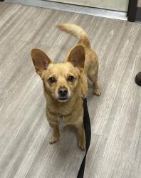 Shelter Stray Male Dog last seen Near Chestnut Avenue, Carlsbad, CA, 92008, Oceanside, CA 92058, USA