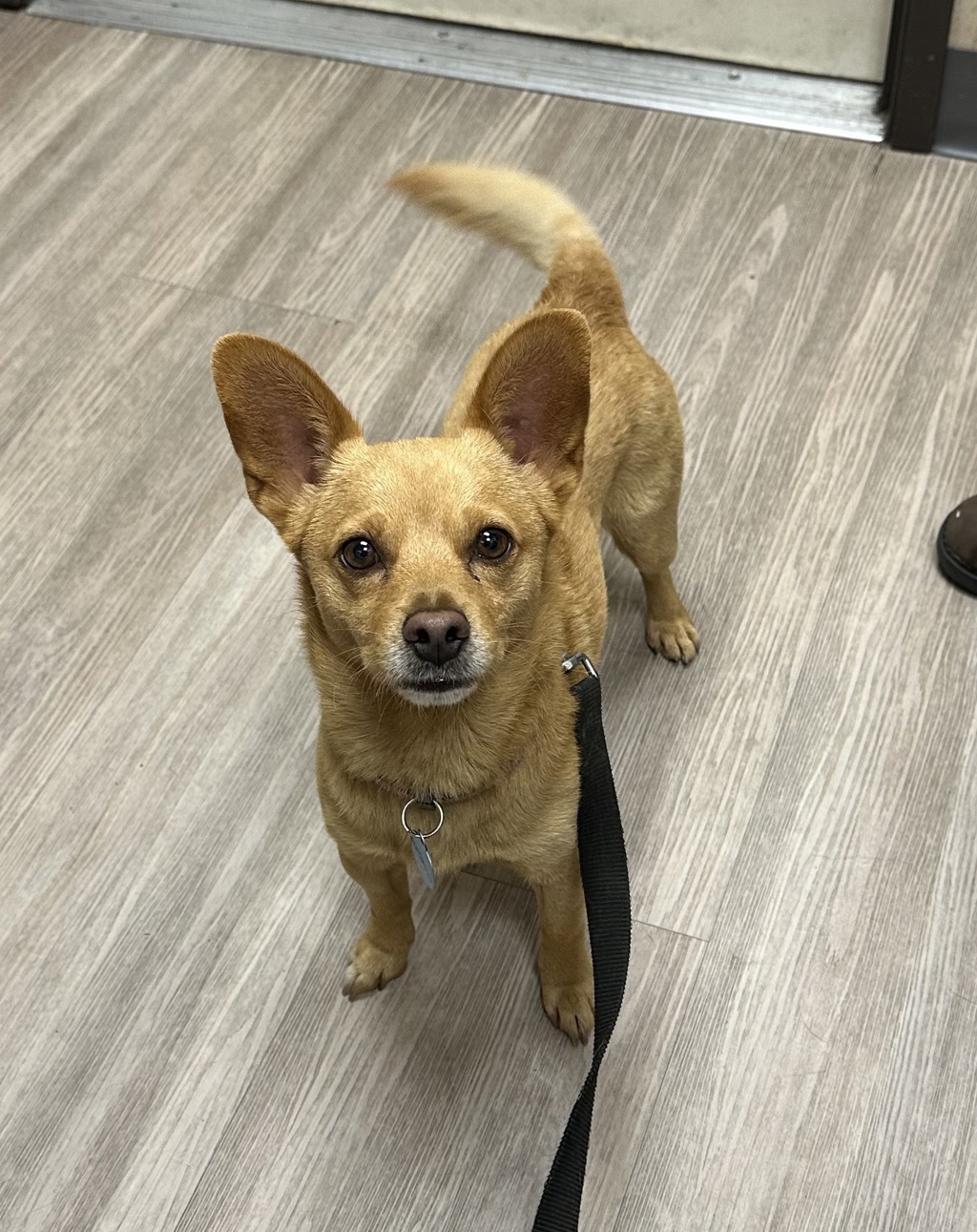 Shelter Stray Male Dog last seen Near Chestnut Avenue, Carlsbad, CA, 92008, Oceanside, CA 92058, USA