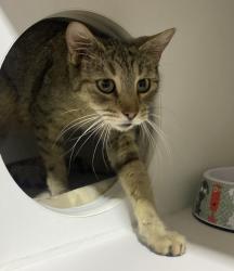 Shelter Stray Female Cat last seen Near Hwy 8 Business, El Cajon, CA, 92021, El Cajon, CA 92020, USA