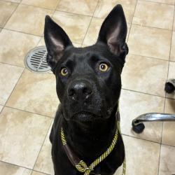 Shelter Stray Female Dog last seen Near Cornell St, OR, 1700 W Historic Columbia River Hwy, Troutdale, OR 97060, USA