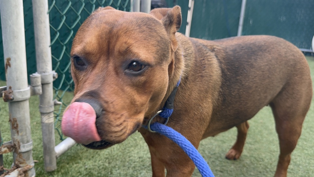 Shelter Stray Female Dog last seen Near E 169th Street, BRONX, NY, 10452, 326 E 110th St, New York, NY 10029, USA