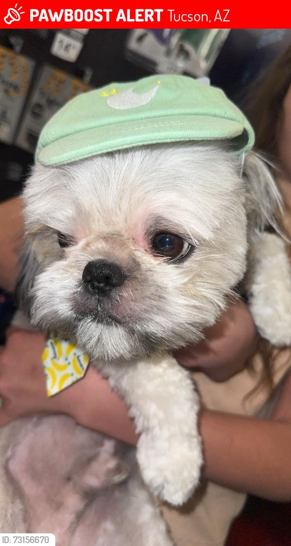 Lost Male Dog last seen Speedway and craycroft, Tucson, AZ 85711