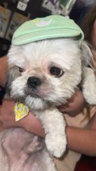 Lost Male Dog last seen Speedway and craycroft, Tucson, AZ 85711