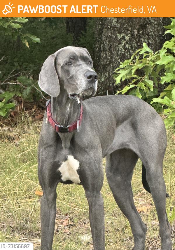 Found/Stray Unknown Dog last seen 8027-7829 Cogbill Rd, Chesterfield, VA 23832, Chesterfield, VA 23832
