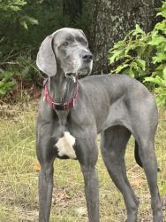 Found/Stray Unknown Dog last seen 8027-7829 Cogbill Rd, Chesterfield, VA 23832, Chesterfield, VA 23832