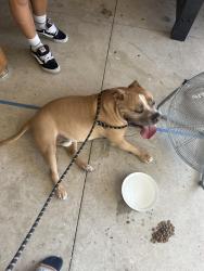 Found/Stray Male Dog last seen Lacebark Drive, Murrieta, CA 92563