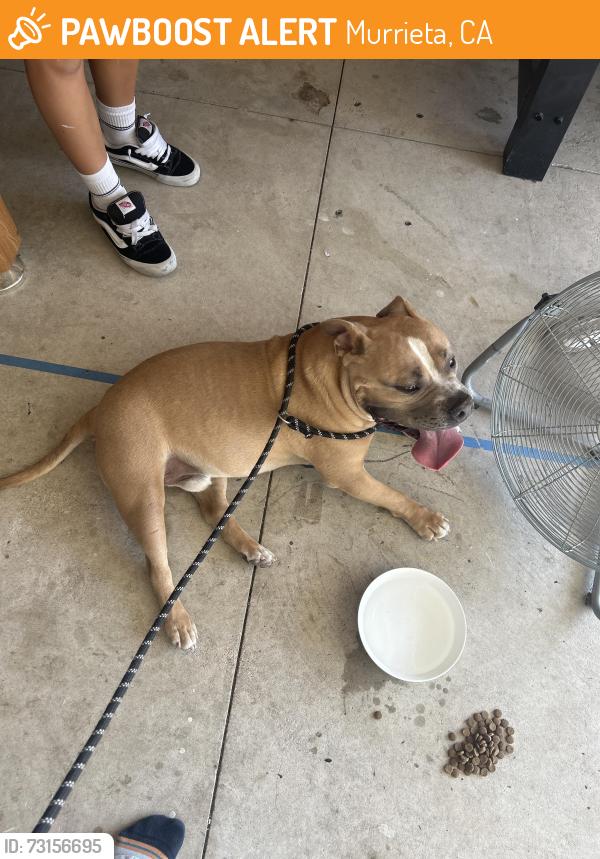 Found/Stray Male Dog last seen Lacebark Drive, Murrieta, CA 92563