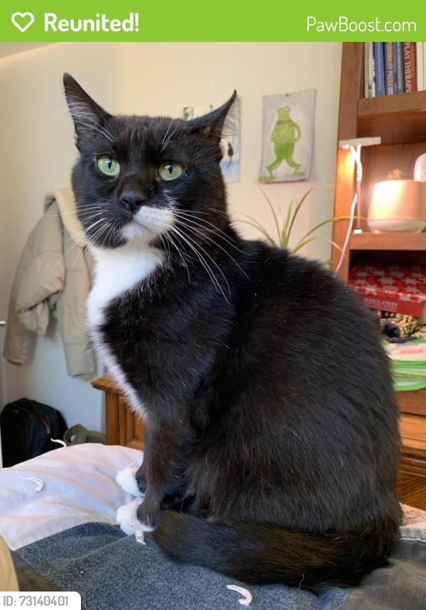 Reunited Male Cat last seen Near st LRT station SW, Calgary, AB T3C 2X7