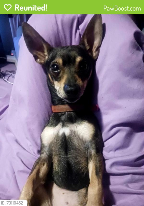 Reunited Male Dog last seen Victor Avenue, Dayton, OH 45405