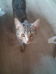 Lost Male Cat last seen Swansboro Ln, Huntersville, NC 28078