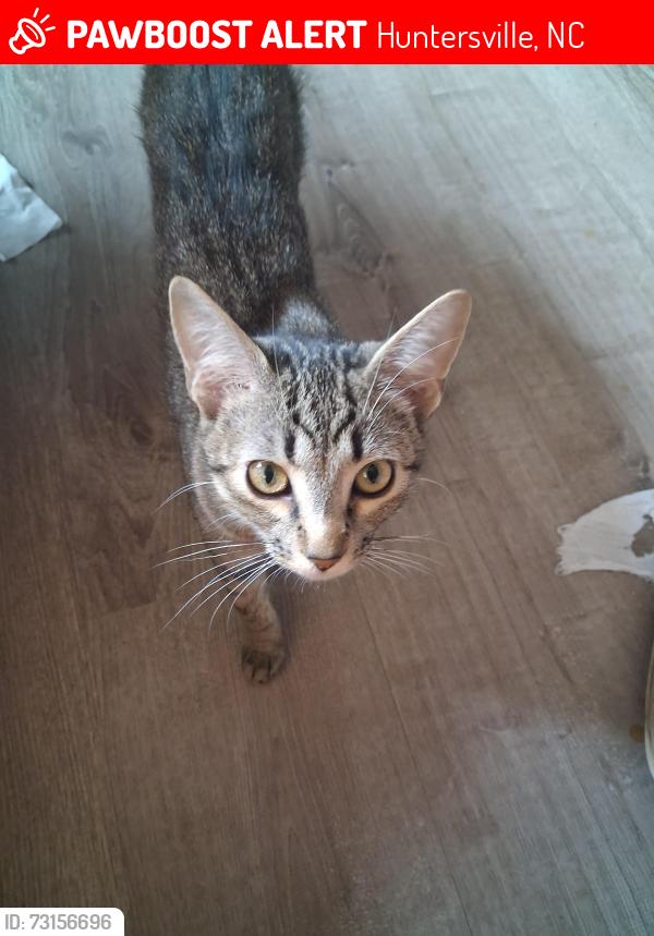 Lost Male Cat last seen Swansboro Ln, Huntersville, NC 28078