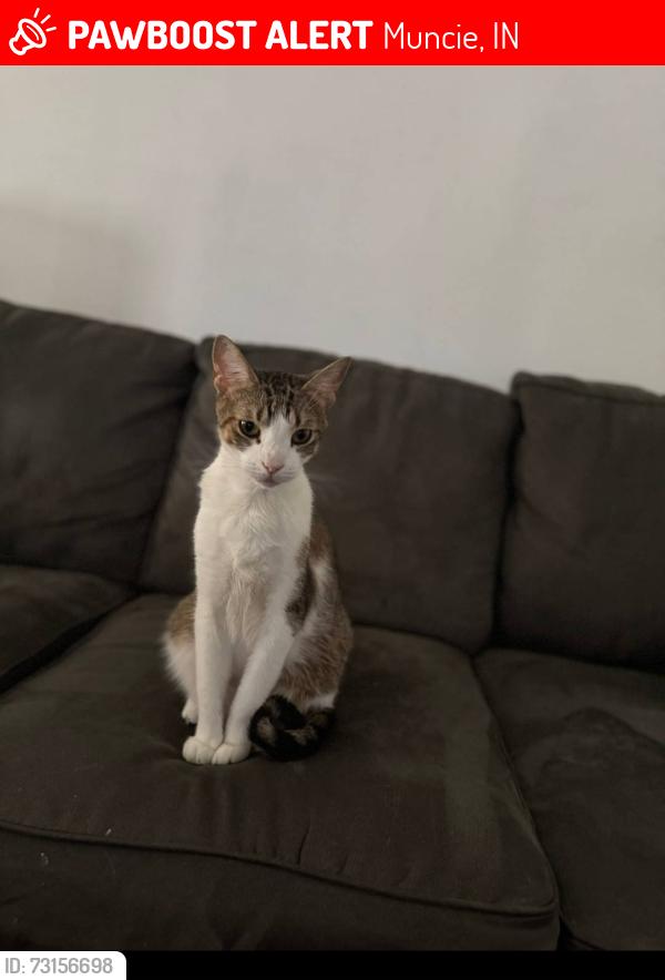 Lost Male Cat last seen Near E Willard Street, Muncie, IN 47302