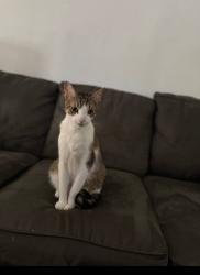 Lost Male Cat last seen Near E Willard Street, Muncie, IN 47302