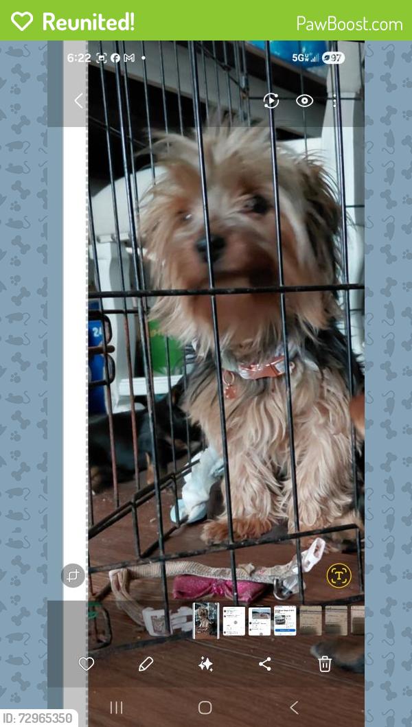 Reunited Female Dog last seen Shaver, Pasadena, TX 77502