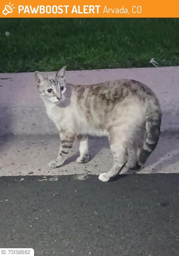 Found/Stray Unknown Cat last seen Marshall & 55th ave, Arvada, CO 80002