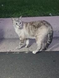 Found/Stray Unknown Cat last seen Marshall & 55th ave, Arvada, CO 80002