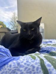 Lost Male Cat last seen Jefferson and Overland in Culver City, Culver City, CA 90232