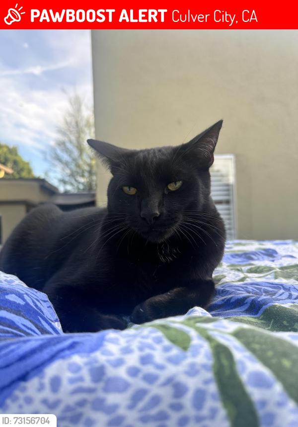 Lost Male Cat last seen Jefferson and Overland in Culver City, Culver City, CA 90232